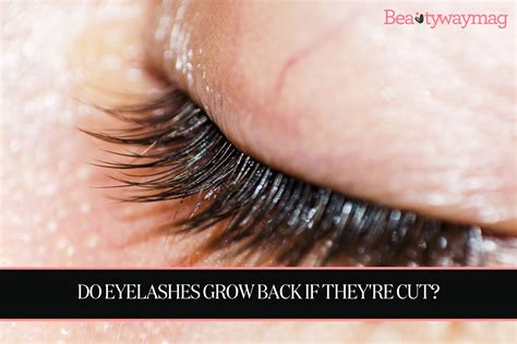 Do Eyelashes Grow Back If Theyre Cut Beautywaymag