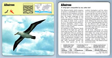 Albatross Birds 1970 S Rencontre Safari Wildlife Card