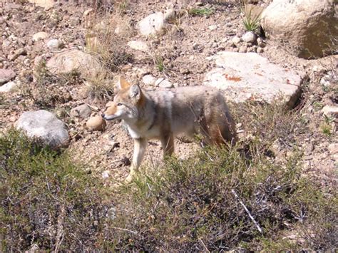 Coyote Camouflage - Rocky Mountain National Park (U.S. National Park ...