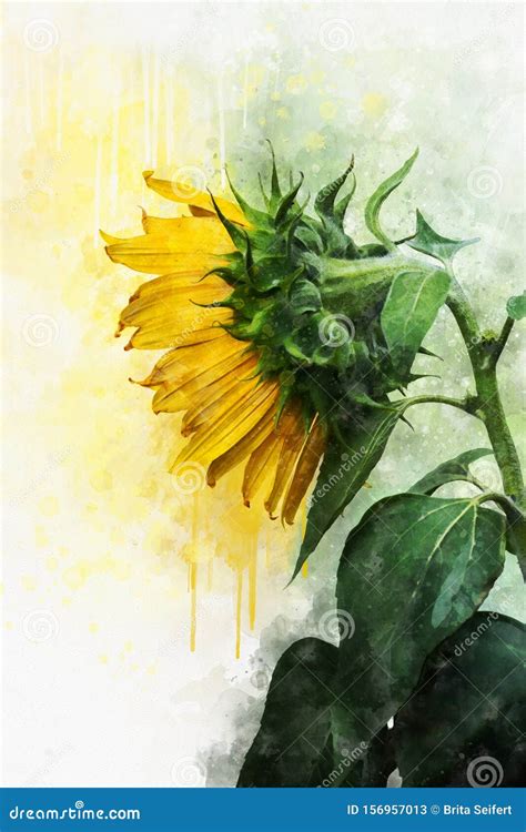 Girasole In Stile Acquerello Illustrazione Floreale Per Album O