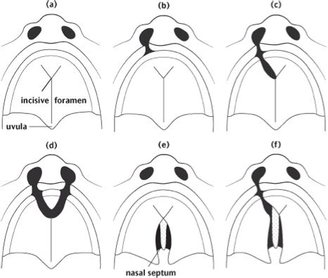 Embryological Development Diagram Quizlet