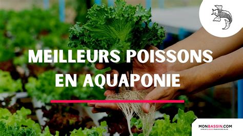 Les espèces de poissons faciles à élever en aquaponie c est ici