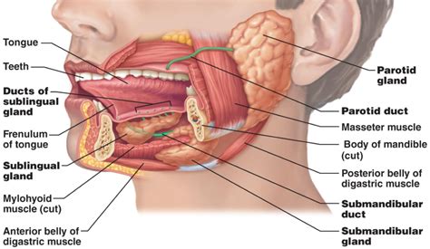 Mouth: Salivary Glands & Ducts Diagram | Quizlet