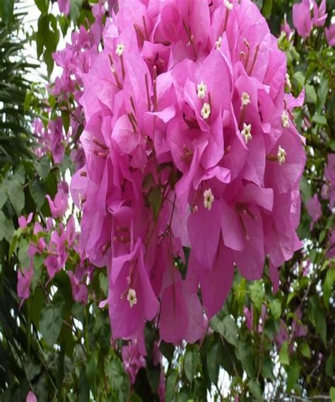 Bougainvillea Singapore Pink Wahat Al Sahraa