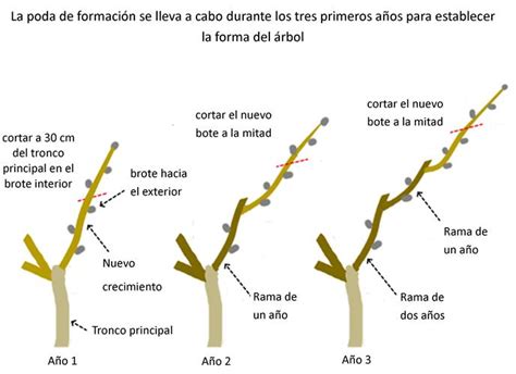 Cómo Y Cuándo Podar Limoneros Y Otros Cítricos Eco Jardín Mágico