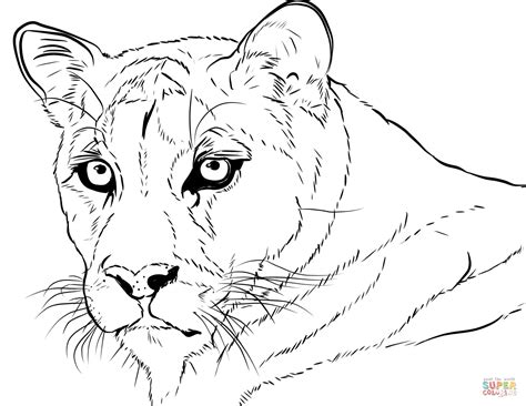 Rostro De Un Puma Super Coloring Puma Inspiration Art Free