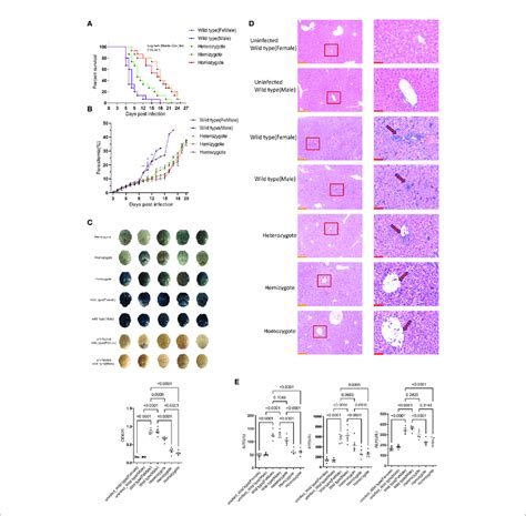 G6pd Deficient Mice Infected With Pberghei Showed Milder Download Scientific Diagram