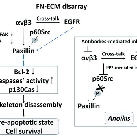 Schematic Representation Of The V Integrin And Egfr Mediated