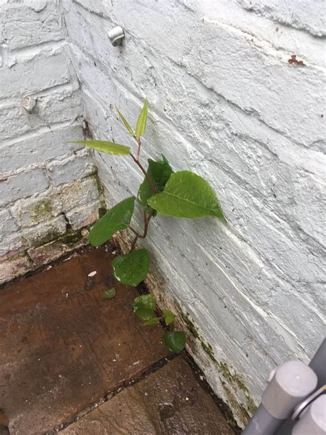 Our Gallery See More Japanese Knotweed Expert