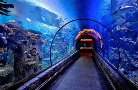 Dubai Decide To Build An Underwater Floating Train.