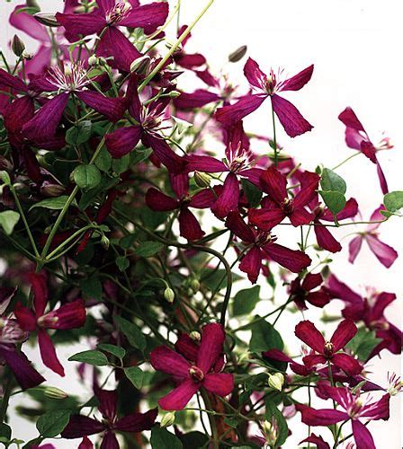 Sweet Summer Love Clematis Fragrant Long Blooming Pot Proven