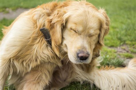 Come Sverminare Un Cane La Sverminazione Cane