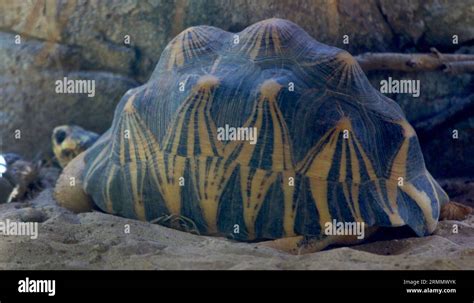 Animals and birds in a government-sponsored nature reserve in the Dubai ...