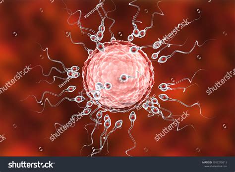 Fertilization Human Egg Cell By Spermatozoan Stock Illustration