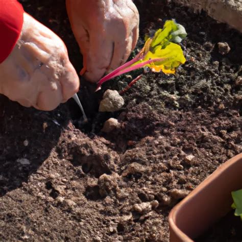 C Mo Se Siembran Los R Banos En El Huerto Casero