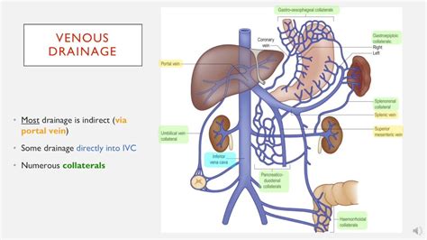 Venous Drainage Of Abdomen