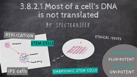 EASY REVISION AQA A Level Biology 3 8 2 1 Most Of A Cell S DNA Is Not