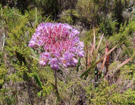 Longmale Redroot From Silver Mine Nature Reserve Cape Town South