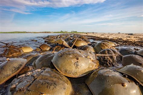 Horseshoe Crabs And Red Knots Fight For Survival On The Delaware Bay