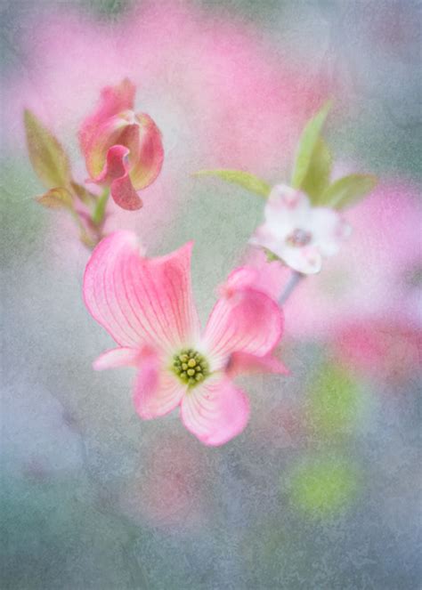 Spring | luvblooms | Jackie Kramer Photography