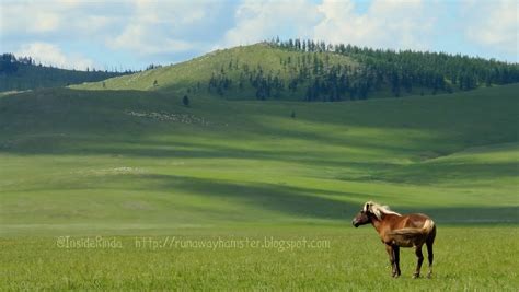 Runaway Hamster Travel Blog: Mongolian Steppe Riders