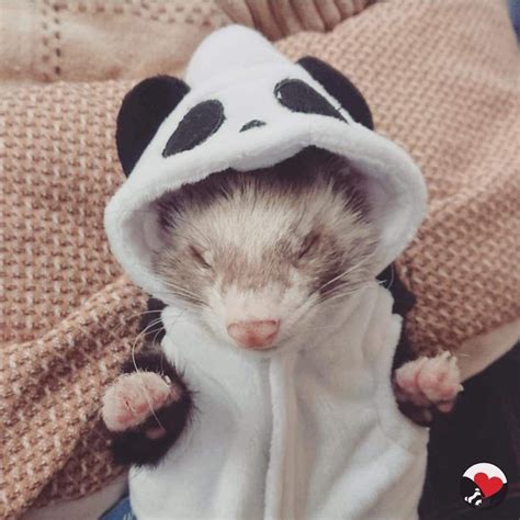 11 Of The Best Ferret Costumes Weve Seen So Far Ferret Voice Ferrets