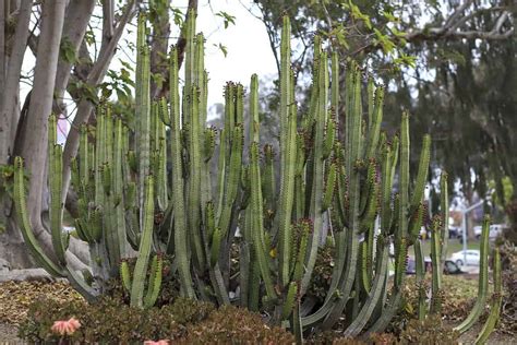 Organ Pipe Cactus A Z Animals