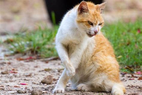 Mengenal Lebih Jelas Penyakit Rabies Yang Bukan Hanya Dari Anjing