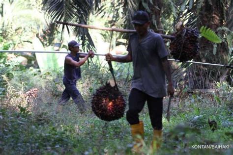 Petani Tak Lagi Tertarik Melakukan Peremajaan Pohon Sawit Imbas