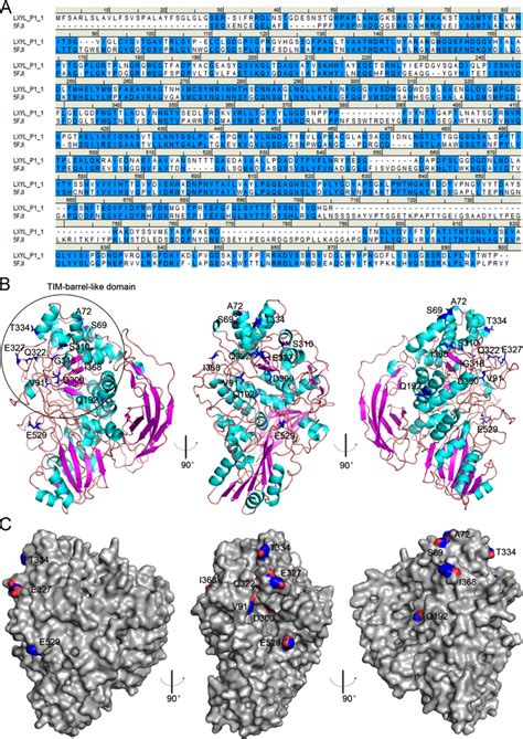 The homology model of LXYL P1À1 predicted based on the template GH3