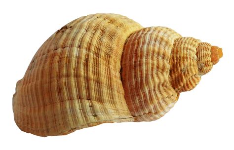 Shell Png