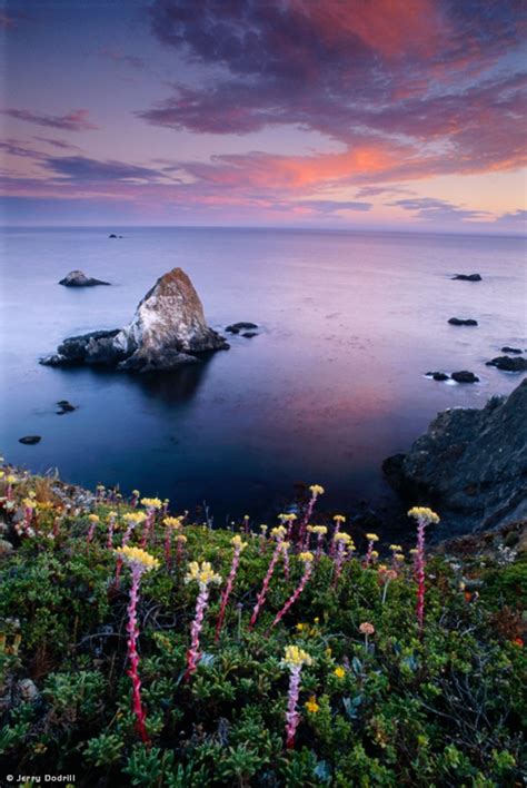 Visionary Wild (Sonoma Coast • Visionary Wild )