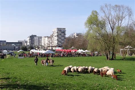 Transhumance Cergy Pontoise Nature En Ville Cergy Pontoise