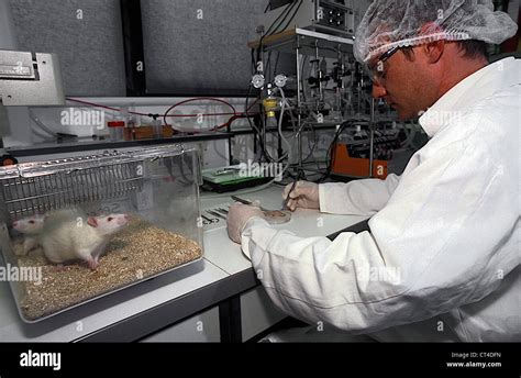 Experiment Rat Stock Photos And Experiment Rat Stock Images Alamy