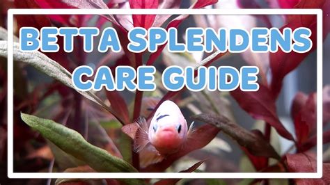 Betta Fish Care Guide Betta Splendens Youtube