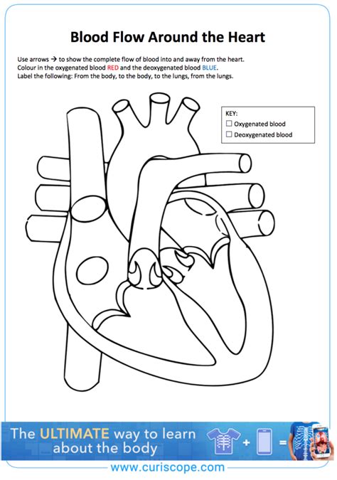 heart anatomy and blood flow worksheet | Anatomy Worksheets