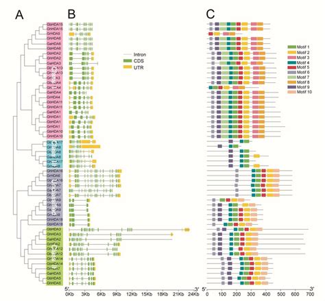 Phylogenetic Relationships Exon Intron Structure And Conversed Motif Download Scientific