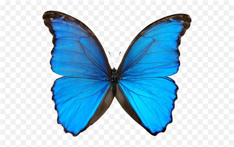 Free Blue Butterfly Transparent Morpho Butterfly Png Blue Butterfly