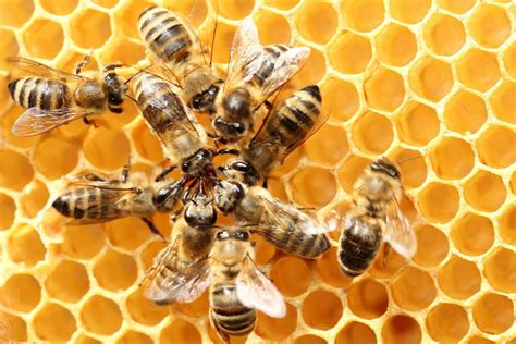 Why Do Bees Make Their Honeycombs Hexagonal By Alper Aslan Medium