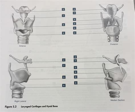 Laryngeal Cartilages Diagram Quizlet