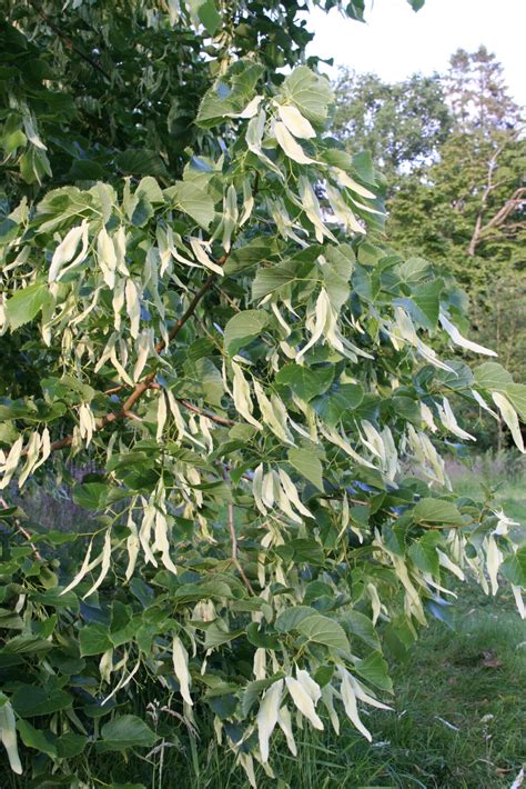 Tilia Dasystyla Subsp Caucasica Caspian Cherry Pan Global Plants