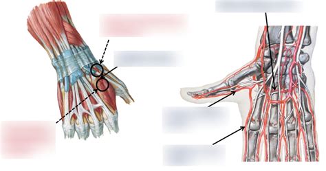 The Deep Palmar Arch Diagram Quizlet