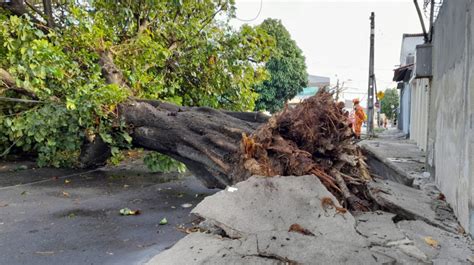 Rvore Cai Bloqueia Rua Do Montese E Deixa Moradores Sem Energia