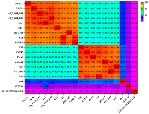 Average Nucleotide Identity Heatmap The Percentage Identity Values