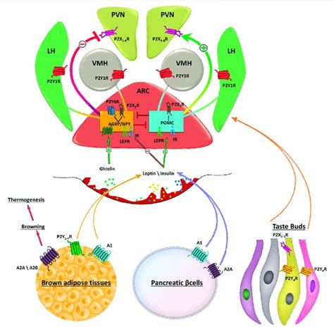 Schematic Representation Of Purinergic Signalling In Hypothalamus In