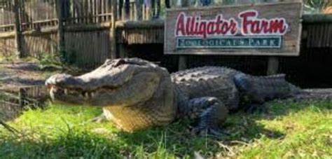 St. Augustine Alligator Farm – Florida Vacation Auction