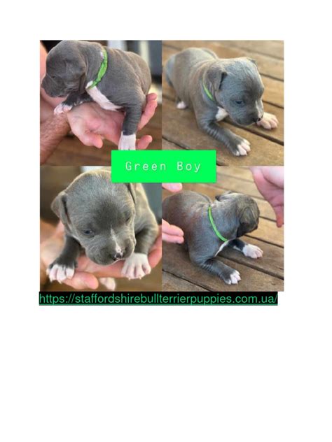 Staffy Puppies For Sale | PDF