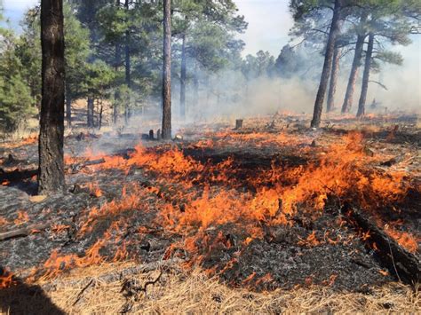 La Importancia De La Resiliencia De Los Ecosistemas Ante El Cambio