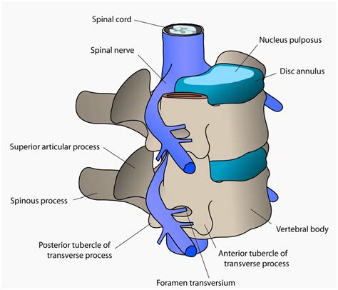 Blank Diagram Of The Major Components Of The Vertebrae Spine