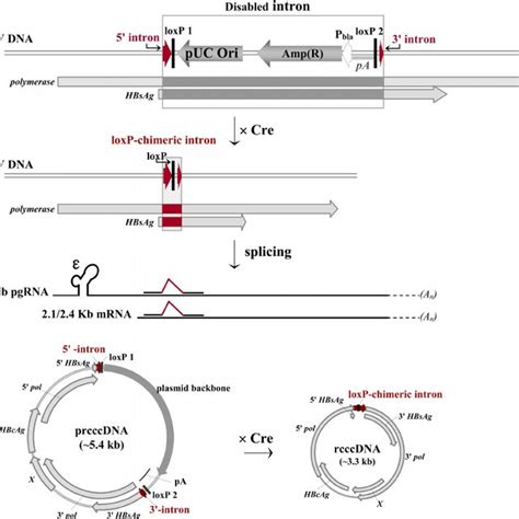 Schematic Illustration Of Cre Loxp Mediated Rcccdna Production A